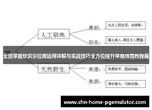 全面掌握坎贝尔位置运用详解与实战技巧全方位提升策略指南教程篇 全面掌握坎贝尔位置运用详解与实战技巧全方位提升策略指南教程篇